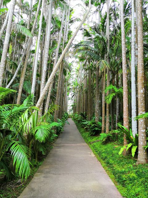 【沖縄観光】東南植物楽園植物園ゾーンを闊歩する
