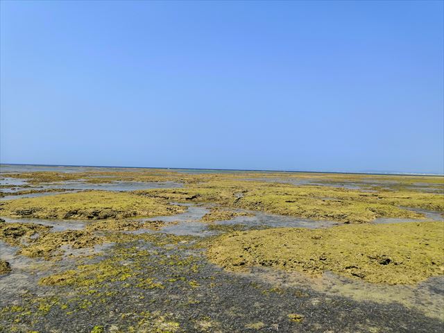 【沖縄 海】穴場ビーチ西洲の海岸が磯遊びにちょうどいい