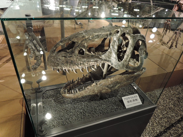 恐竜骨格