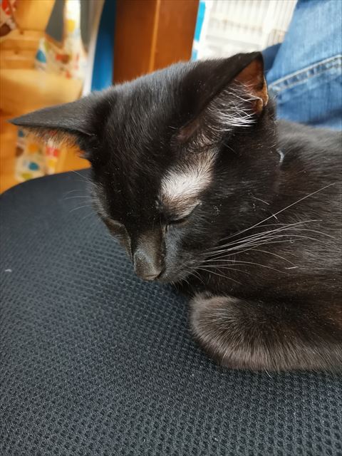 昼寝する黒猫