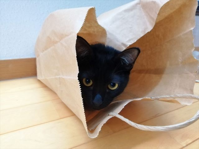 紙袋にはいる黒猫