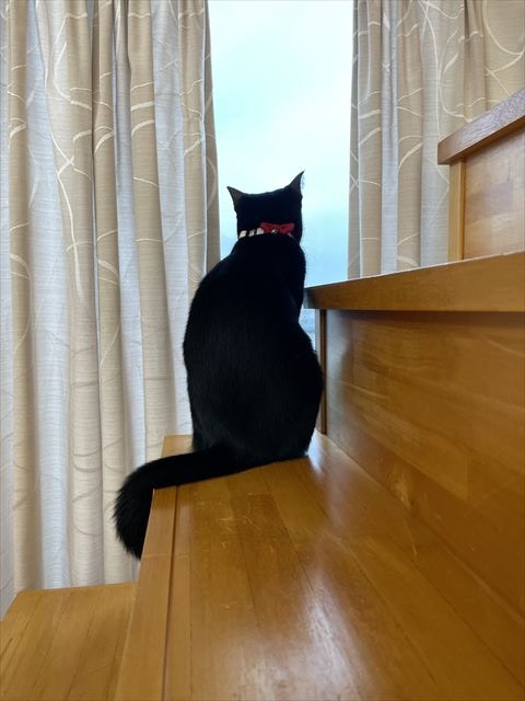 窓を眺める猫