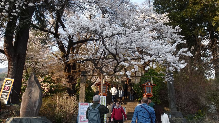 新倉山浅間公園桜祭り2023