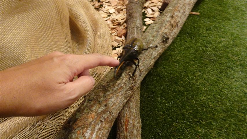 ヘラクレスオオカブト