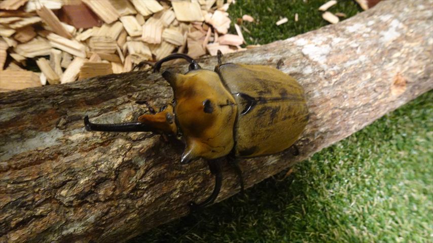 カブトムシ
