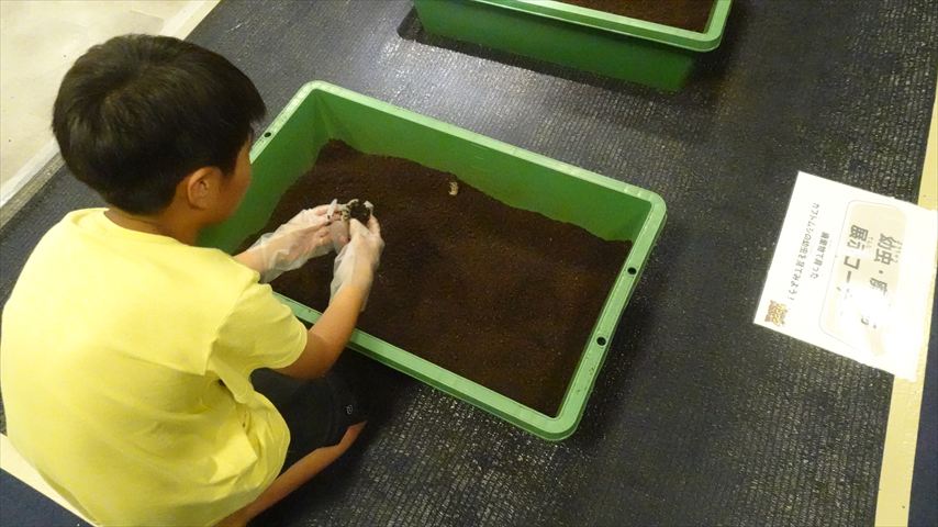 幼虫コーナー
