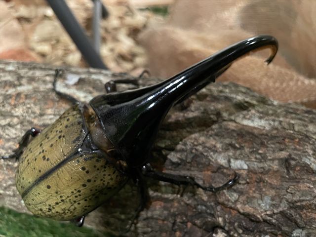 ヘラクレス