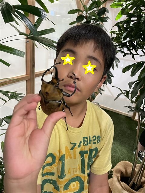 カブトムシ