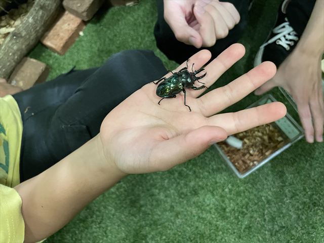 クワガタムシ