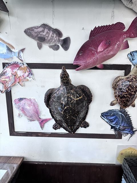 ウミガメ